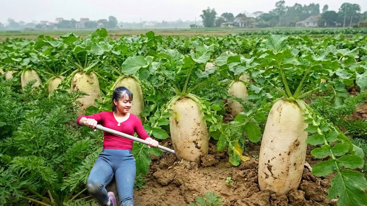 CEO Girl's Self-sufficient Farm: Harvest Cabbage, Potatos, Radish Go To Countryside Market Sell