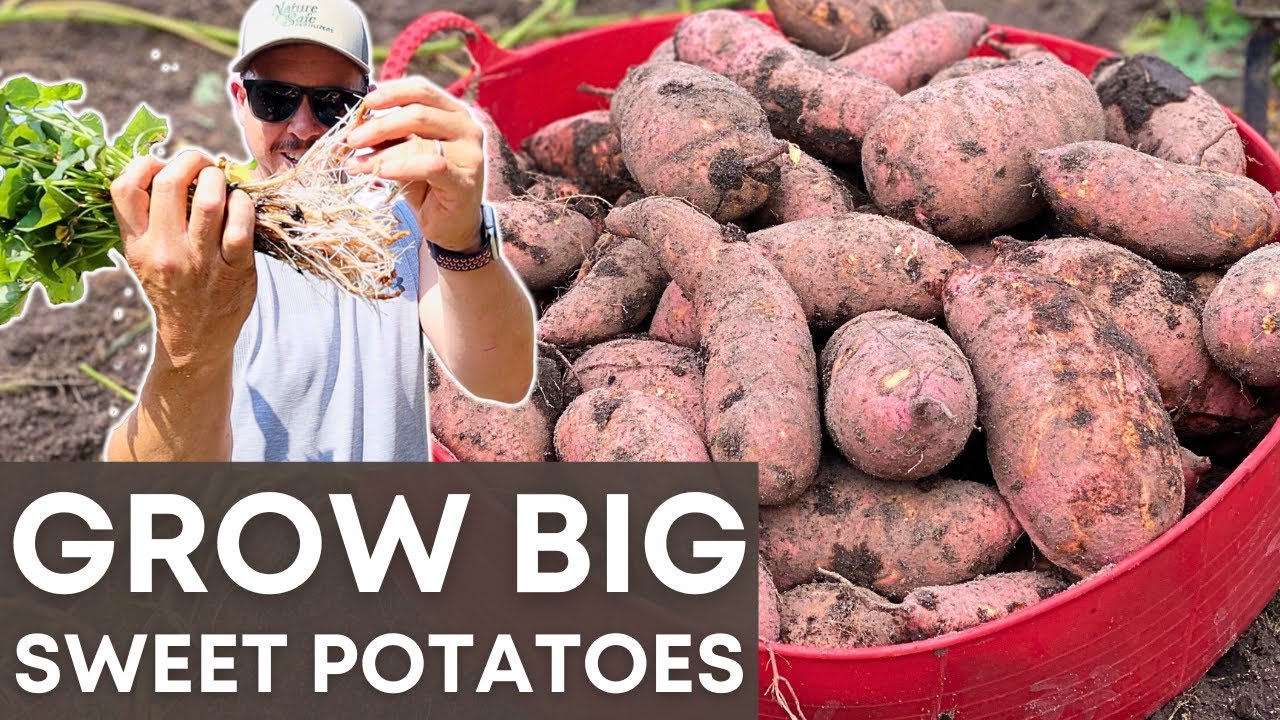 The Best Sweet Potato Variety - HANDS DOWN!