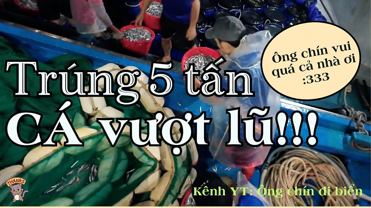 Biển yên sau bão lũ 2025, Ngư dân trúng đậm. Calm Sea After the 2025 Flood, Fishermen Hit Big