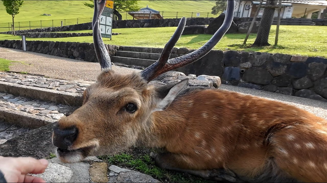 お盆の奈良公園と鹿さん