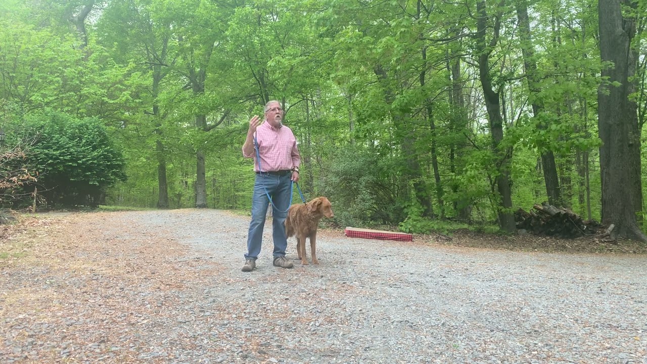 Goldendoodle Board and Dog Training Winston-Salem NC | Oliver