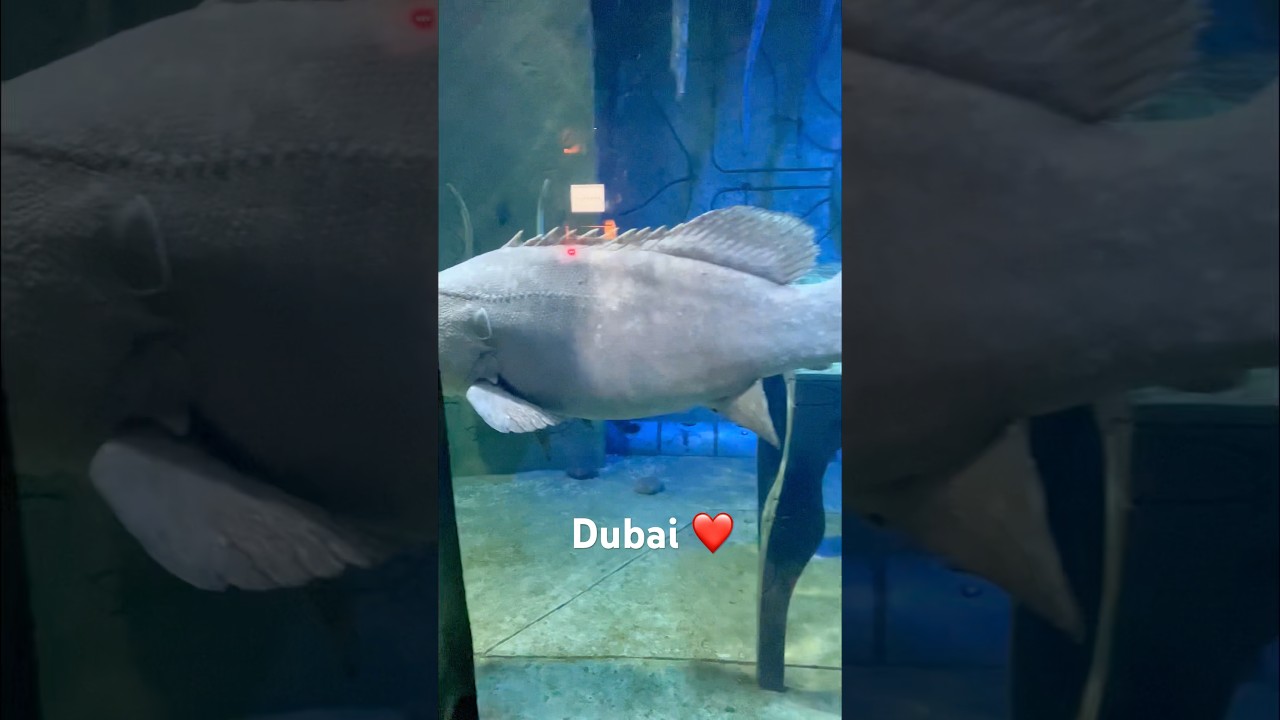 dubai travel vlog 