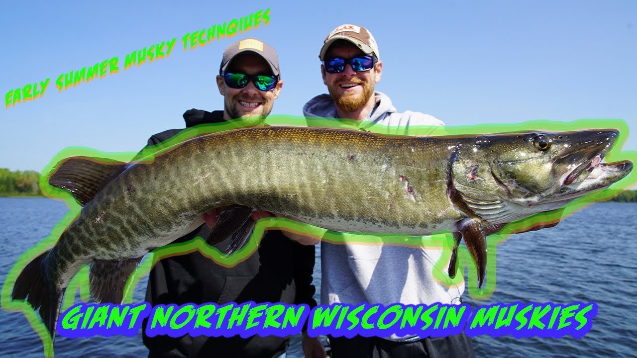 Early Summer GIANT MUSKIES!!! [Musky Fishing Tips and Techniques]