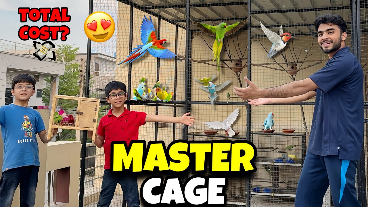 Master Cage Banane Mein Kitna Kharcha Aaya?🦜 Full Price Revealed!💸 | Pets Baithak