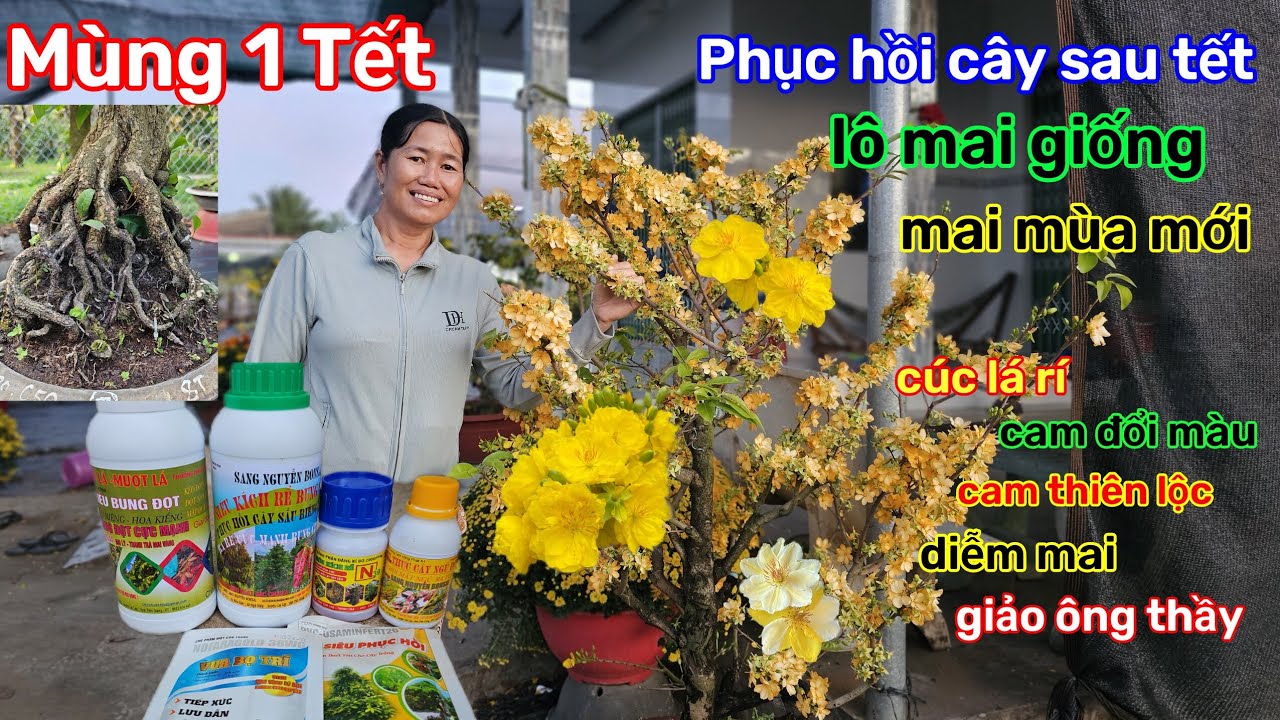 🌲17/2☎️Vườn mai  ÚT Phương☎️ mai ghép mùa mới🌲quá trời giống hot🌲thuốc phục hồi cây sau tết 