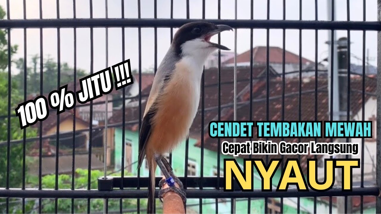 burung cendet gacor EMOSI TEMBAKAN JUARA buat PANCINGAN CENDET AGAR BUNYI bikin BURUNG PENTET GACOR
