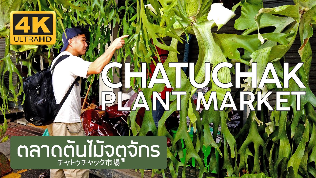 ตลาดต้นไม้จตุจักร แคคตัส 12 ตุลาคม 2566 Chatuchak Plant Market チャトゥチャック市場 バンコク 짜뚜짝꽃시장 방콕 태국 サボテン