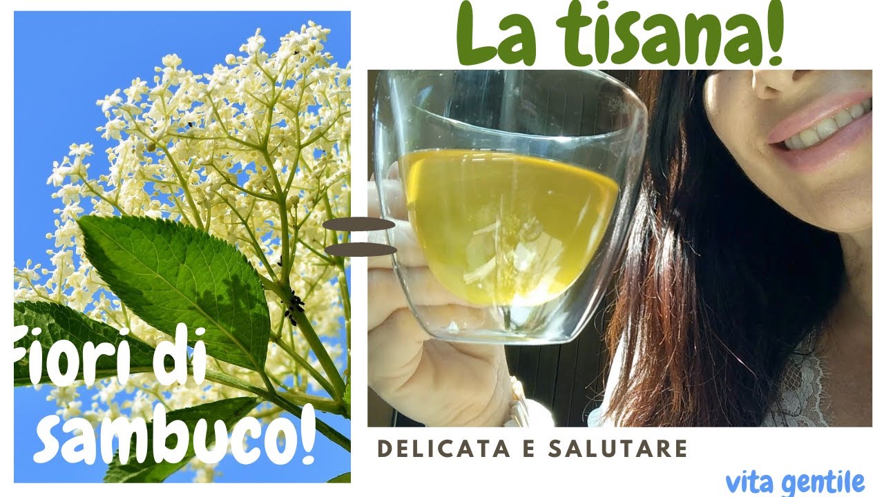 Essicca i fiori del Sambuco per avere una tisana calda o fredda da consumare durante l'anno!