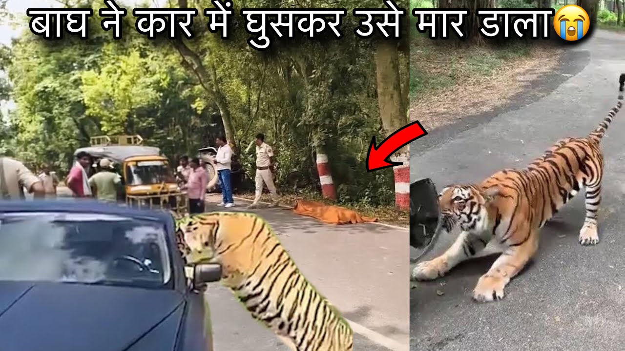 Tiger🐯 Attack In Car😱Jim Corbett Open Road Tiger Safari | Jungle Safari Vlog Tiger Attack Viral