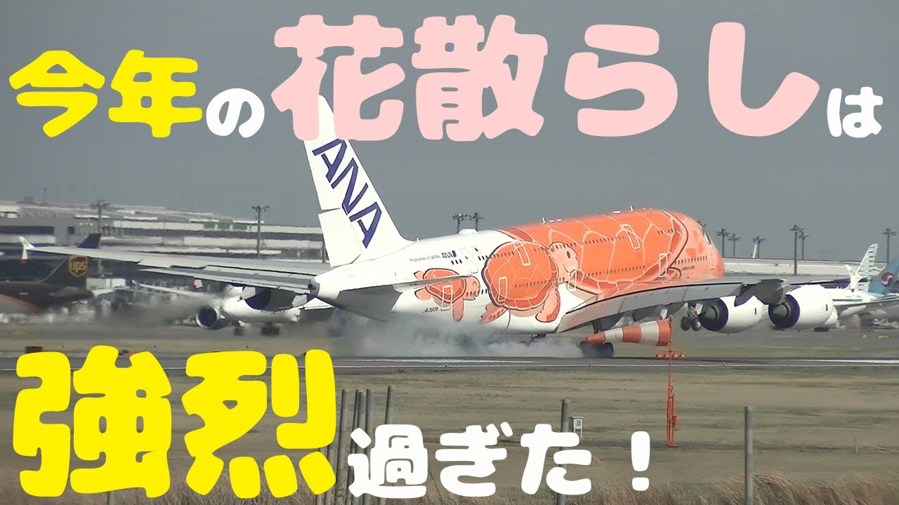 【成田空港】激烈！今年の”花散らし”！桜舞い散る春の成田で、歪みまくる猛烈な横風と戦う飛行機たちの姿を追った！