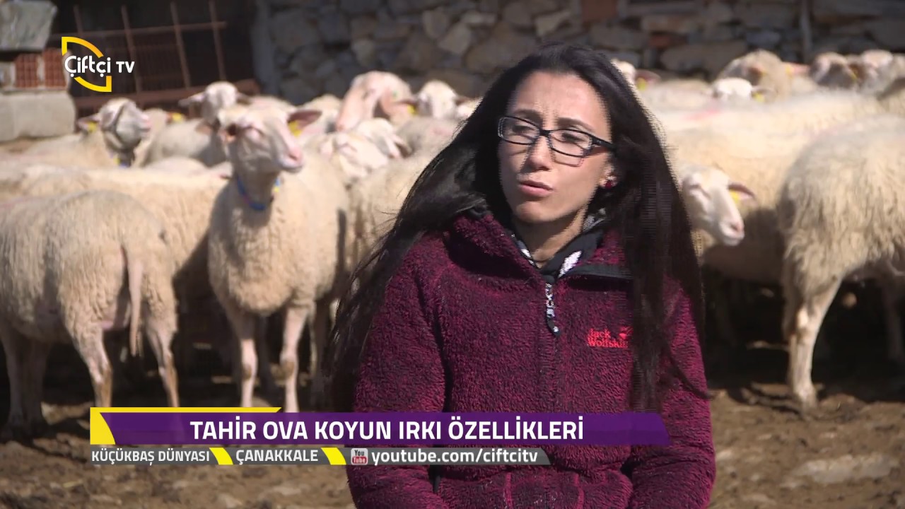 Küçükbaş Dünyası-Tahir Ova Koyun Irkının Genel Özellikleri...