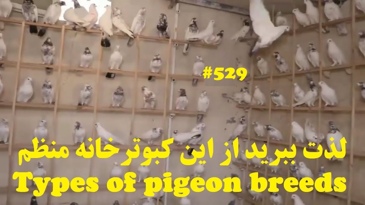 کبوترخانه حرفه ای و کم نظیر کبوتر ایرانی آقایان محمدوپوریااز قم WORLD RARE PIGEON BREEDS LOFT IN QOM