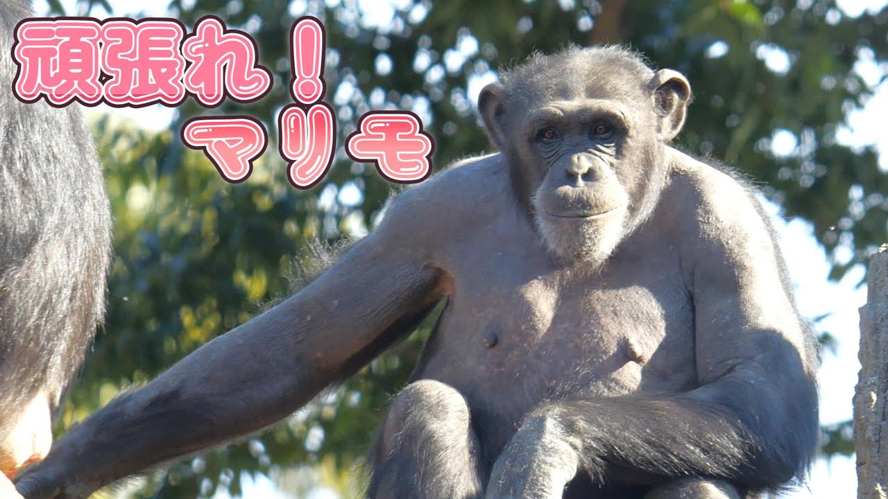 マリモの旅立ち、カランコエとよつばのもとへ　よこはま動物園ズーラシア　チンパンジー　202402
