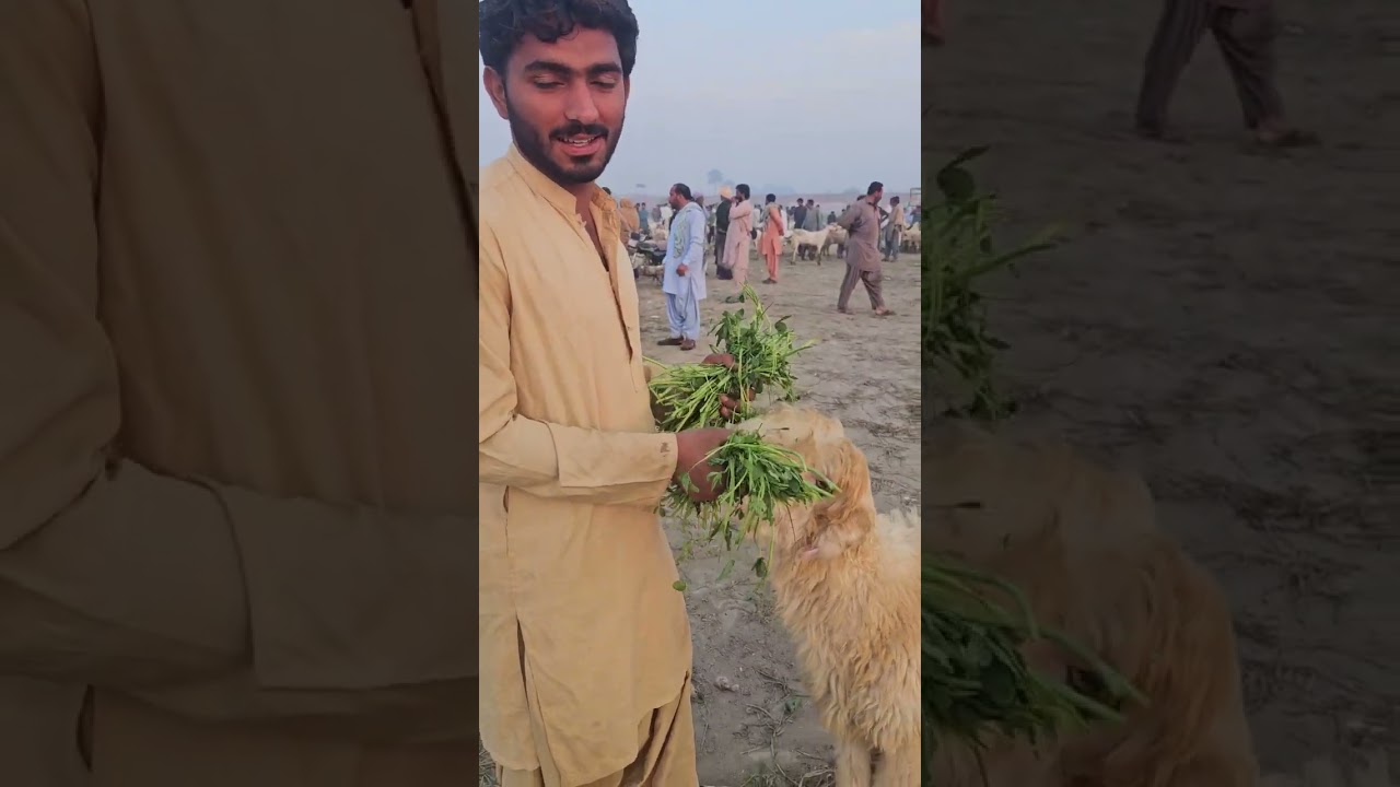 ہفتے کے دن بکرا منڈی ڈیرہ غازی خان قربانی کے بکروں کا ریٹ کھیر گئے ہیں