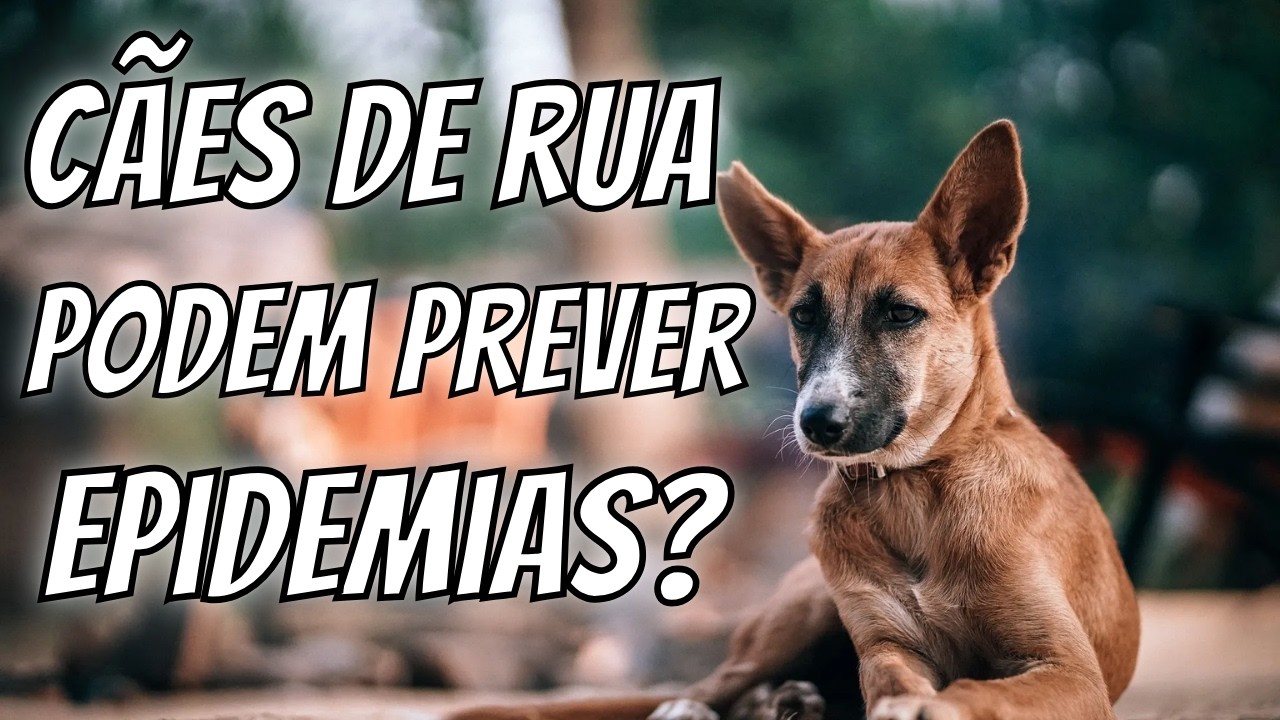 Cães de rua podem prever próximas epidemias? | Vigilância Sentinela