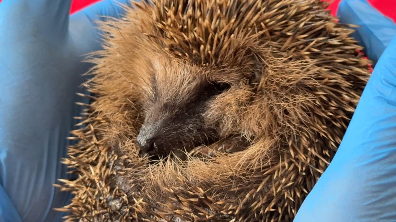 Igel in Not - was jetzt zu tun ist
