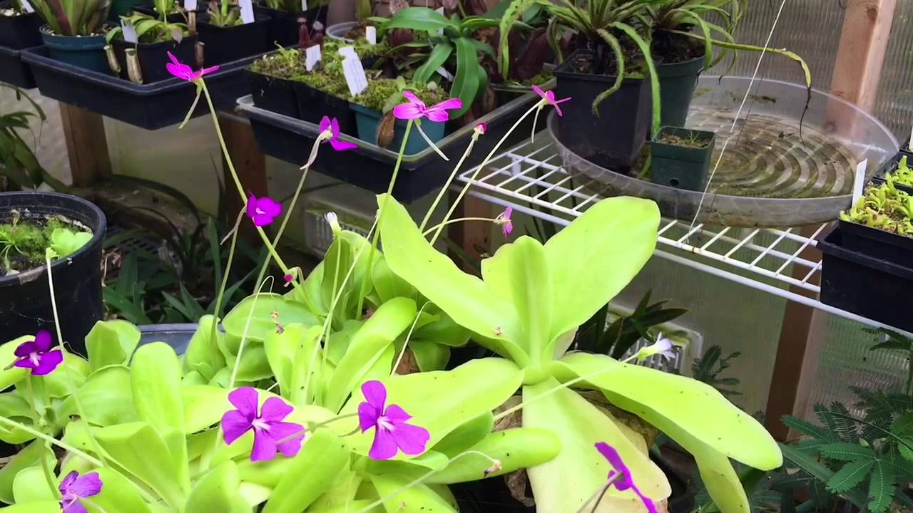 PRETTY PINGUICULA'S: ЛЕТНИЕ СОВЕТЫ ПО УХОДУ ЗА МЕКСИКАНСКИМИ ЖИРЯНКАМИ