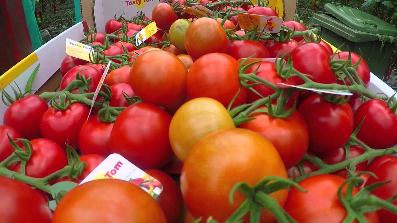 Tasty Tom item Doe Maar Duurzaam! RTL 7 S02E04 20 september