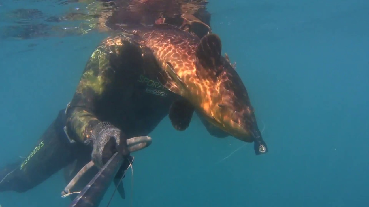 pesca in apnea sui banchi di grotto corvine cernia pescasub
