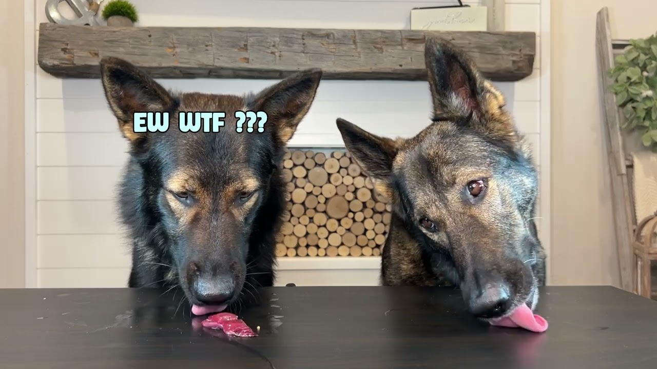Dogs Review Different Foods: Picky Doggo vs Doggo Dumpster (Part 4) RAW MEATS
