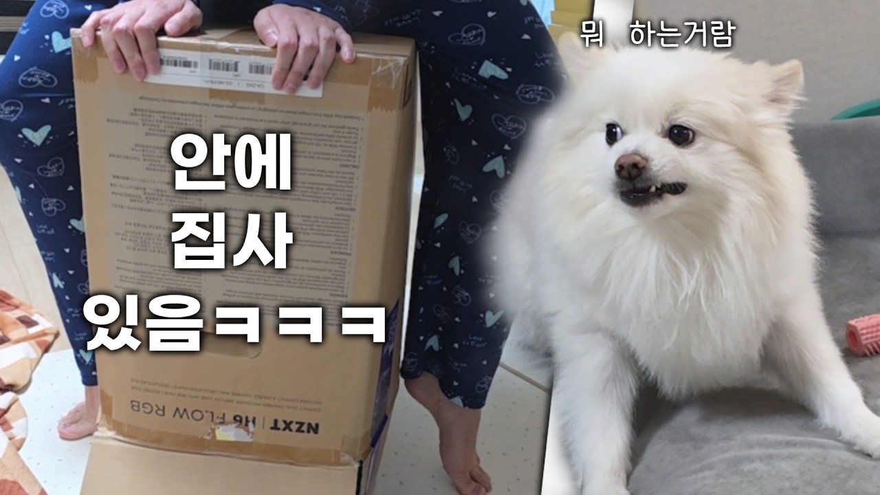 택배로 포장된 집사를 본 강아지의 반응ㅋㅋㅋ