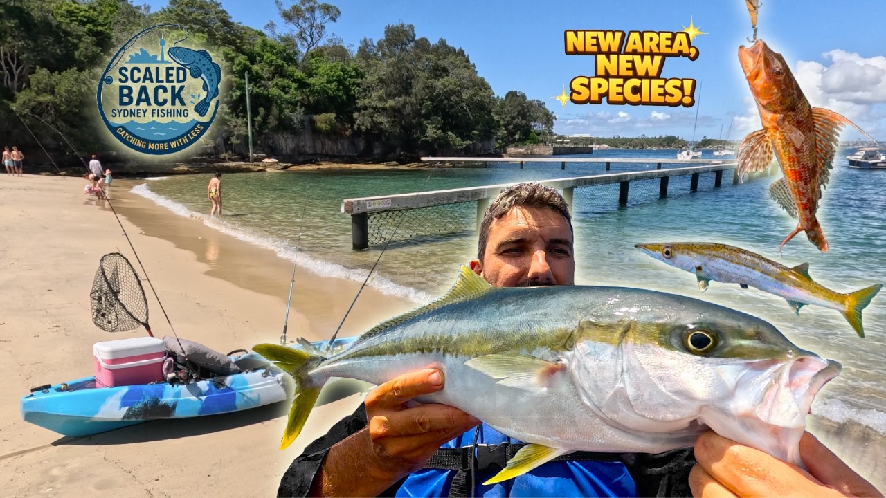 New Water Delivers Surprise Kingfish! Kayak Trolling Manly 🎣🛶