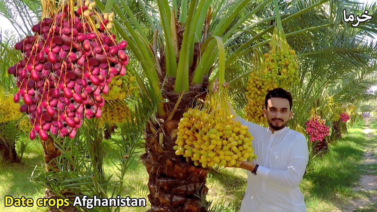 Date farm in Afghanistan | Jalalabad city | د خرما باغ