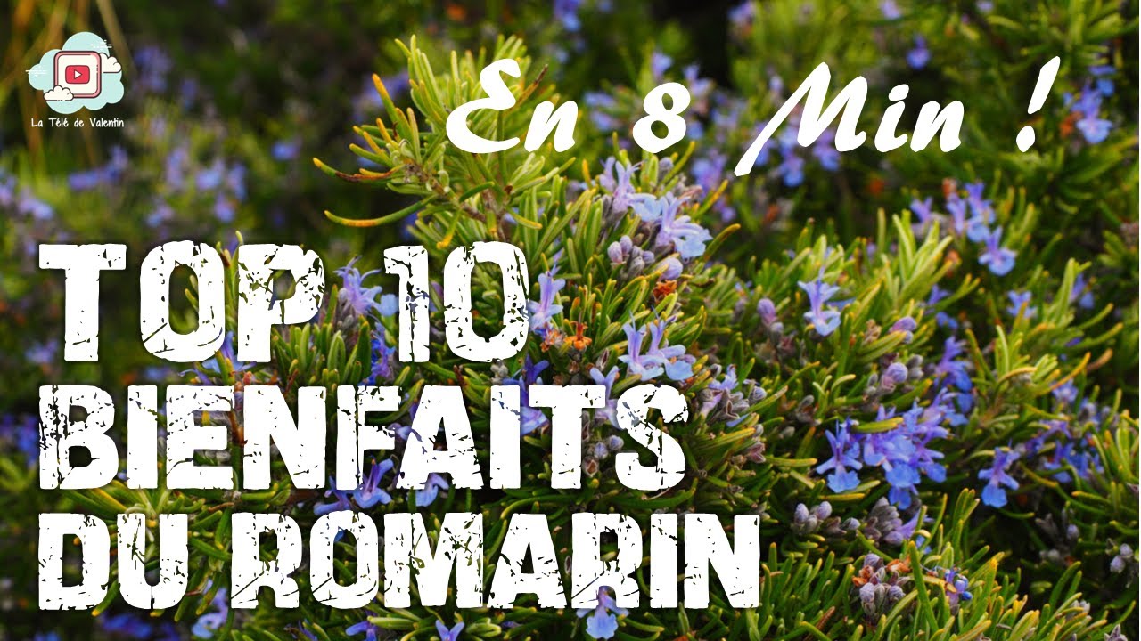 8 MIN POUR APPRENDRE LES 10 BIENFAITS DU ROMARIN ! (immunité, antimicrobien, toux)