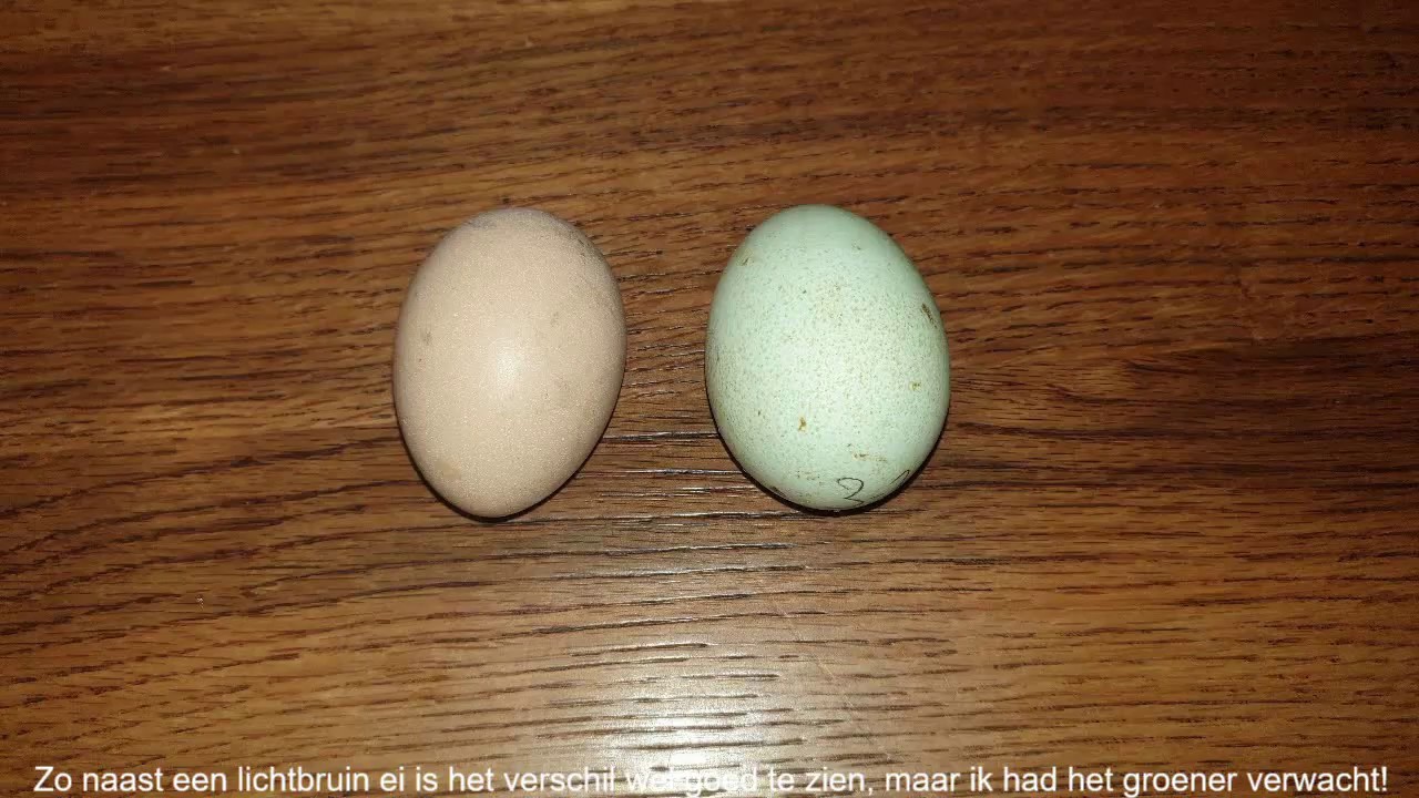 Groene eieren, wat nu weer??? Uitbroeden dan maar!!
