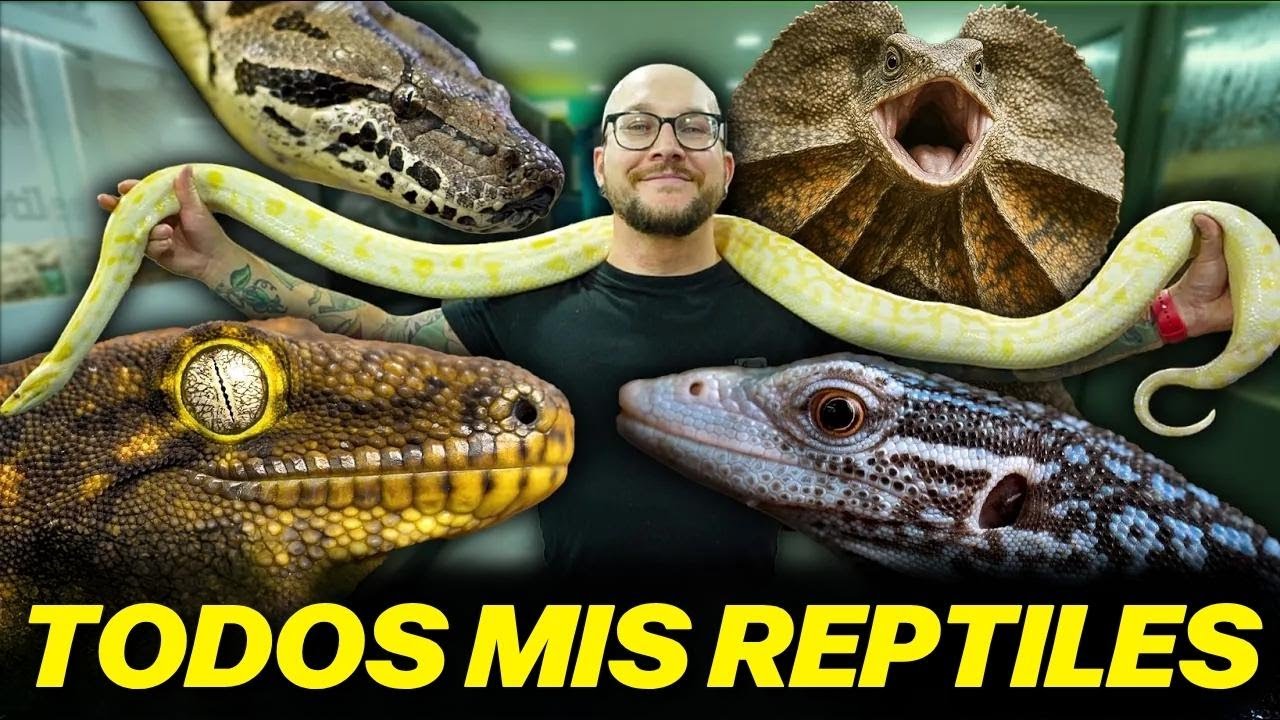 Así se ve mi cuarto de reptiles ¡Te lo muestro todo!