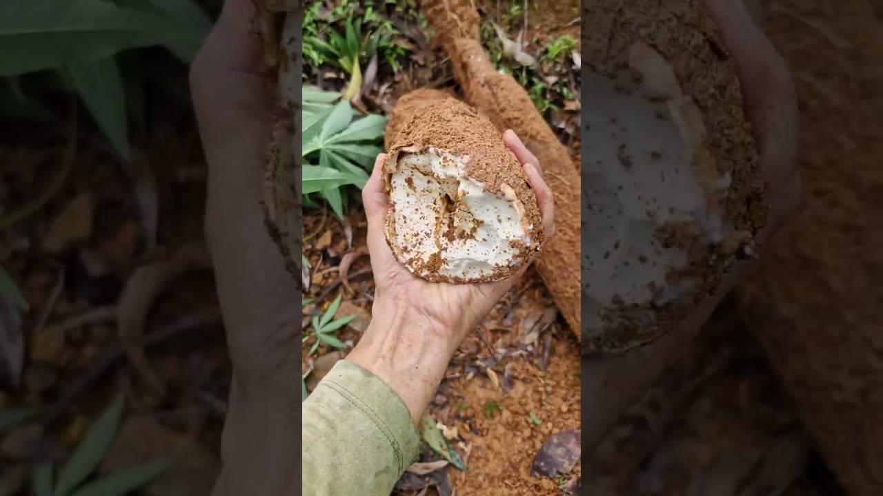 Giant Cassava