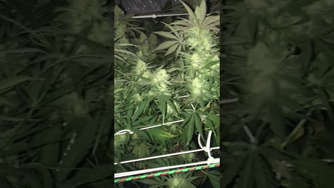 Moby dick day 50 flower