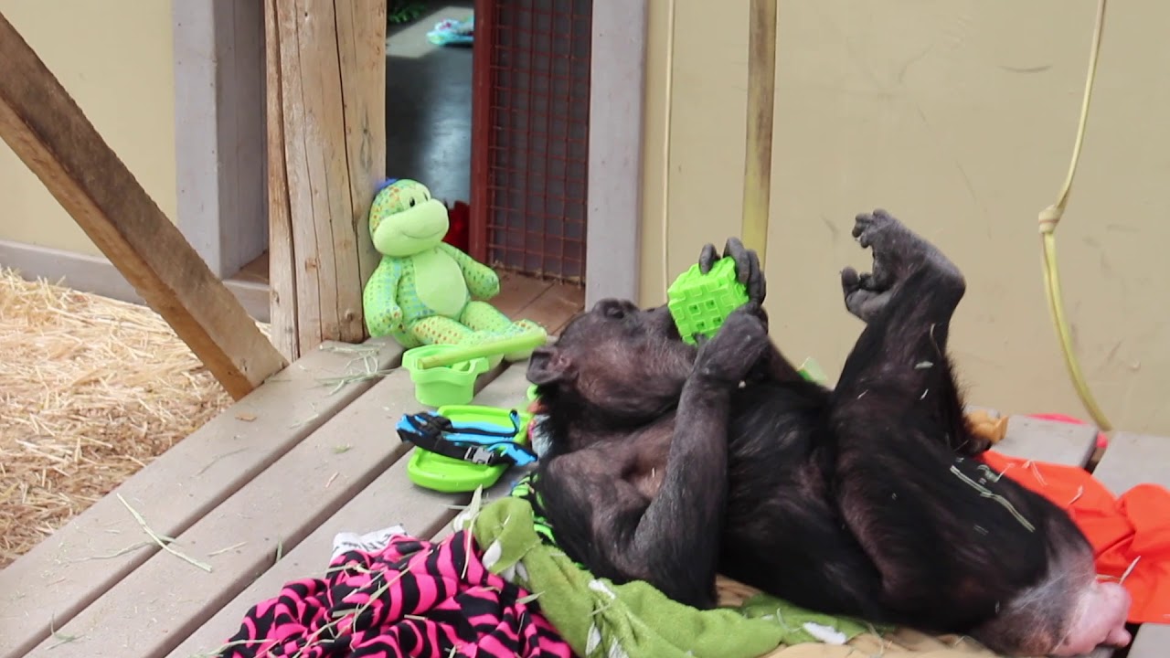 A Day in the Life of the Sanctuary 2019