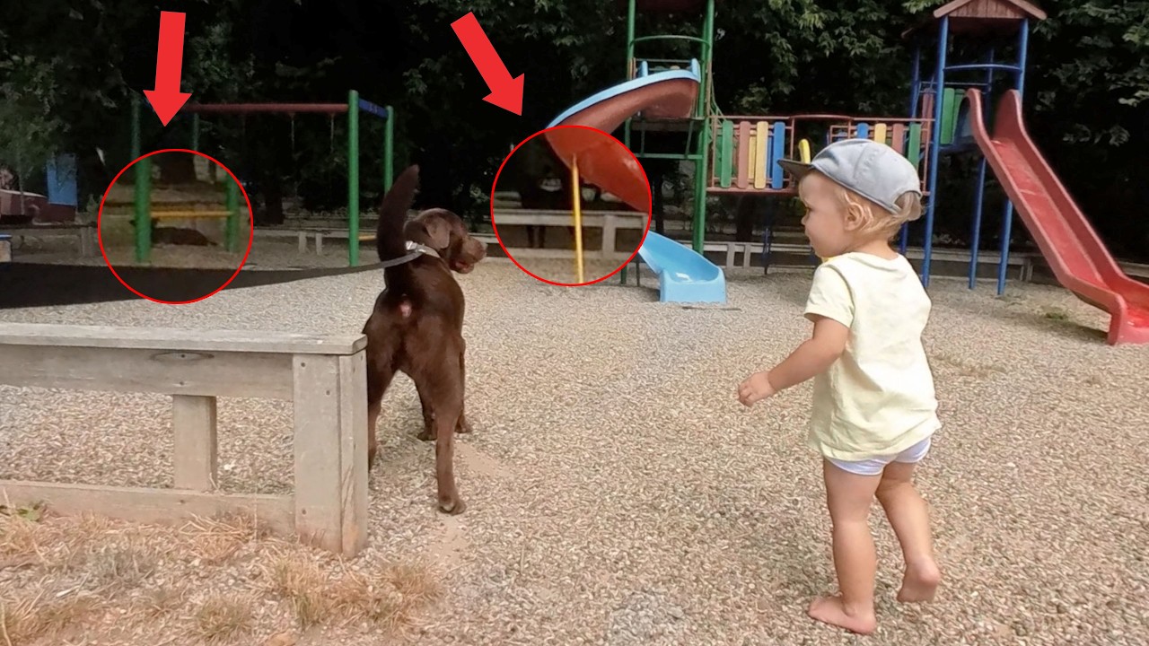 Our Dog Protected My Baby from Stray Dogs at the Playground