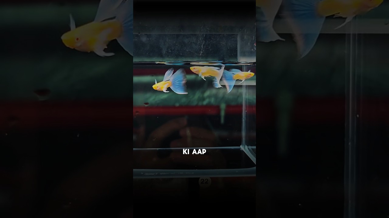 Beginners guide✅How to care your🐟pregnant guppy ||