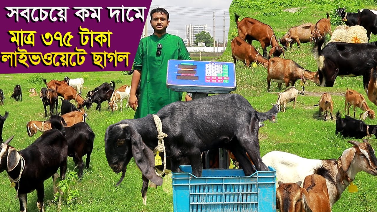 সবচেয়ে কম দামে মাত্র 375টাকা লাইভ ওয়েটে ছাগল বিক্রির চ্যালেঞ্জ ঢাকা goat farm