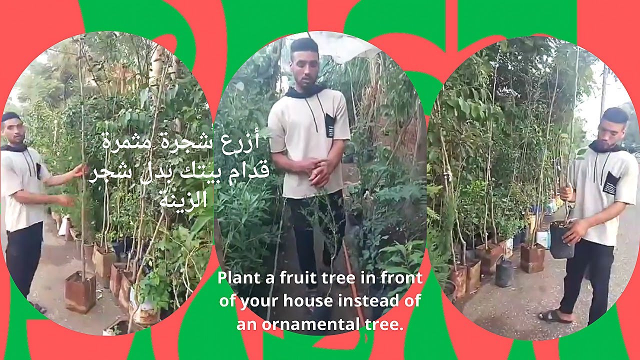 أزرع شجرة مثمرة قدام بيتك بدل شجر الزينة ... أسعار أشجار المانجو والجوافة والتفاح والبرتقال بث مباشر