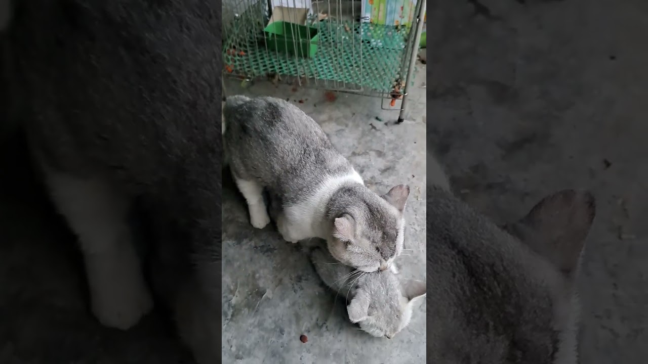 Phối mèo anh được 
