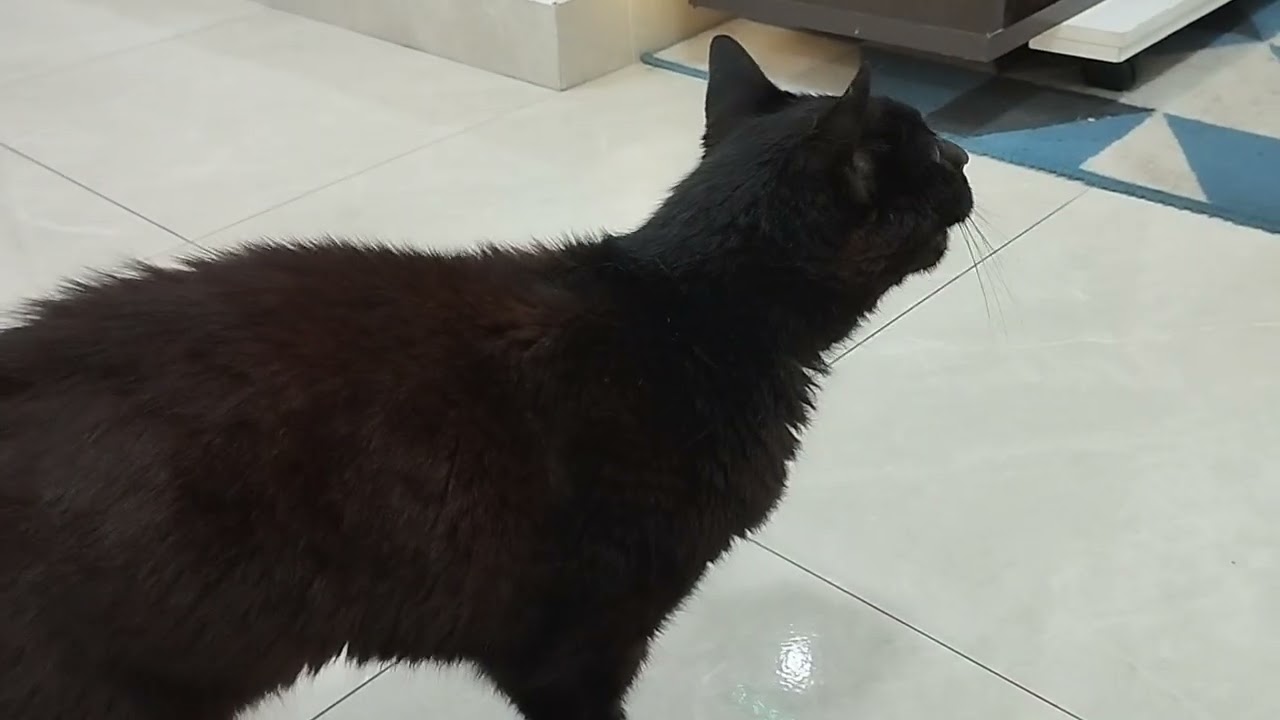 Gata Bella bagunça o cantinho da comida e depois pede carinho 