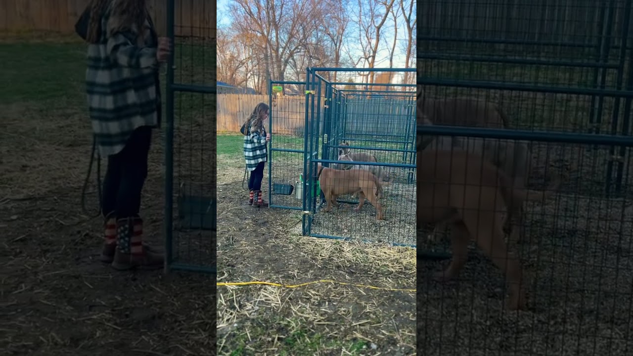 YARD TIME FOR XXL AMERICAN BULLY BUSTER 🦁 