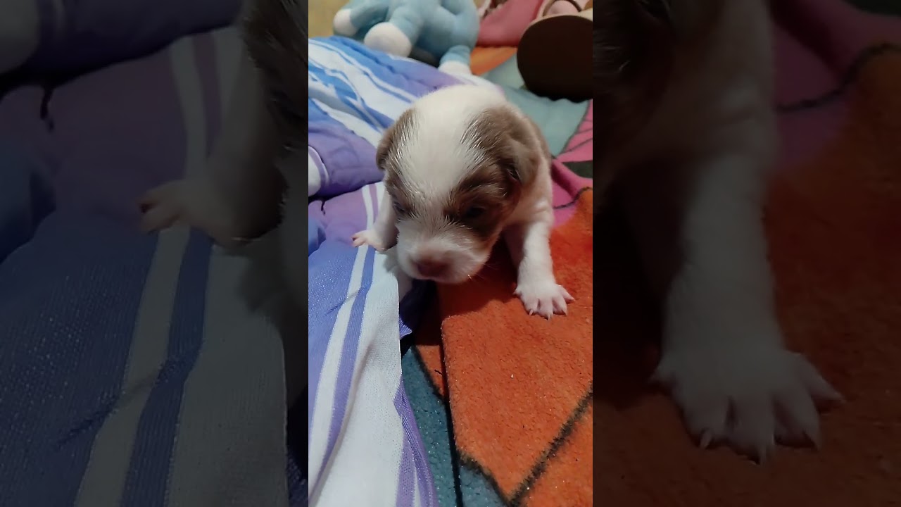 PANGO 