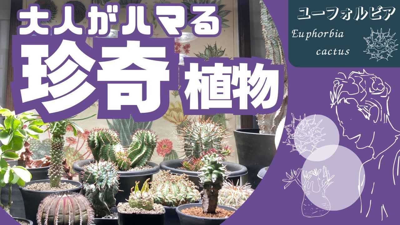 ユーフォルビア＆サボテン｜大人がハマる珍奇植物