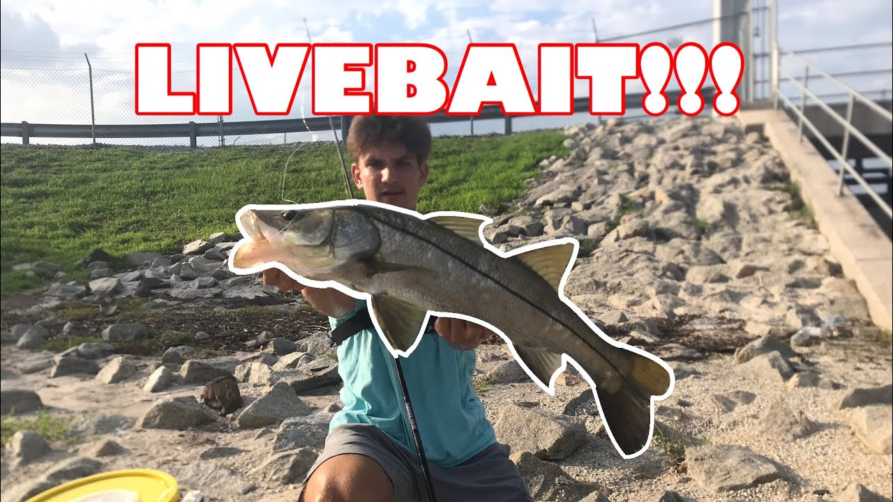 SPILLWAY FISHING WITH LIVE BAIT - INSANE ACTION!!