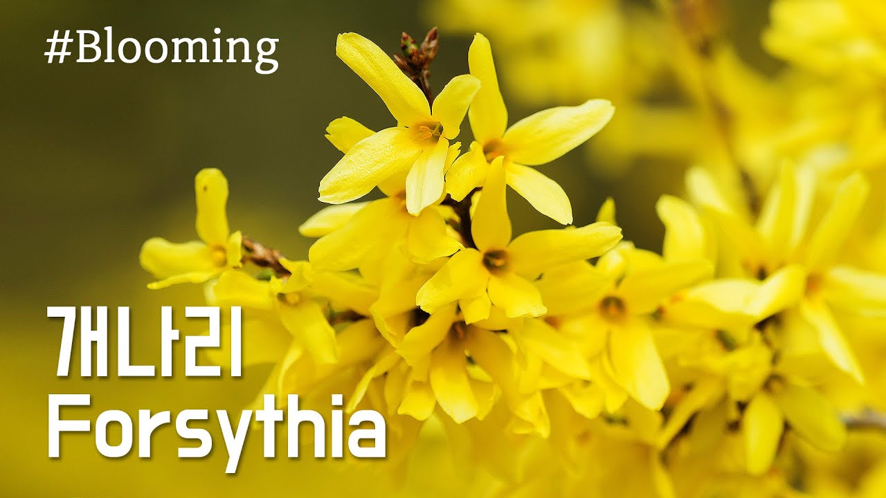 개나리 꽃피는 모습 / Forsythia / 봄꽃 개화