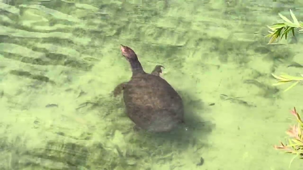 Elephant nose Turtle 🐢😳