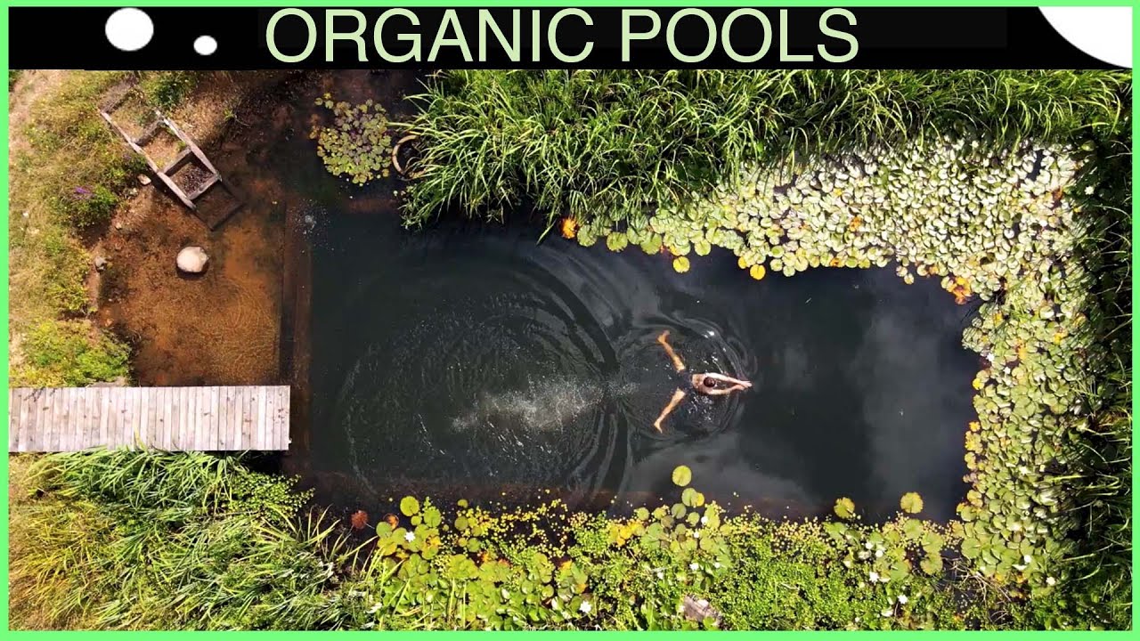Organic Pools grow Even More Stunning - DIY Natural Pool 12 years on