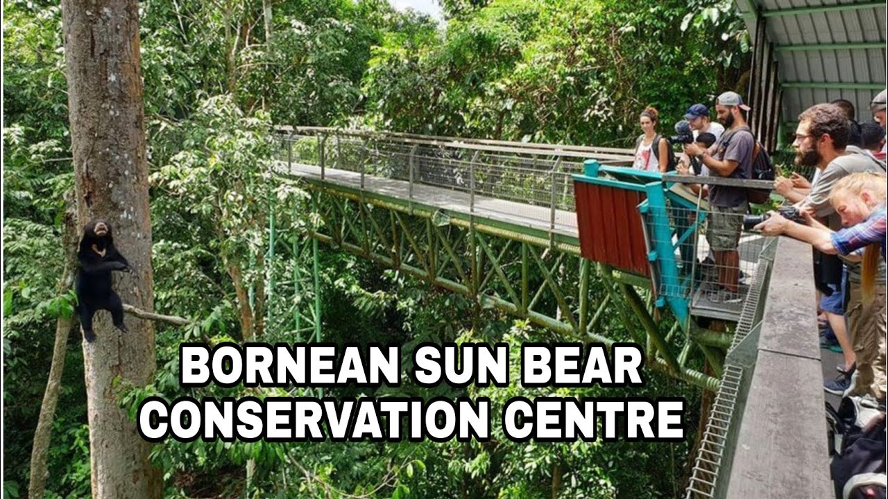 SEPILOK SANDAKAN SABAH - BORNEAN SUN BEAR CONSERVATION CENTRE