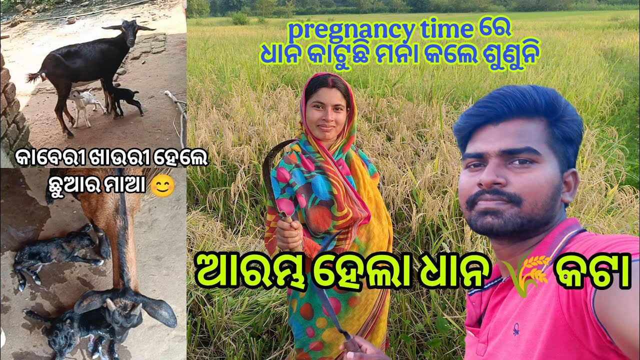 ଧାନ କଟା ଆରମ୍ଭ 🌾କାବେରୀ ଖାଉରୀ ହେଲେ ମାଆ HiraRenukaLifejourney 
