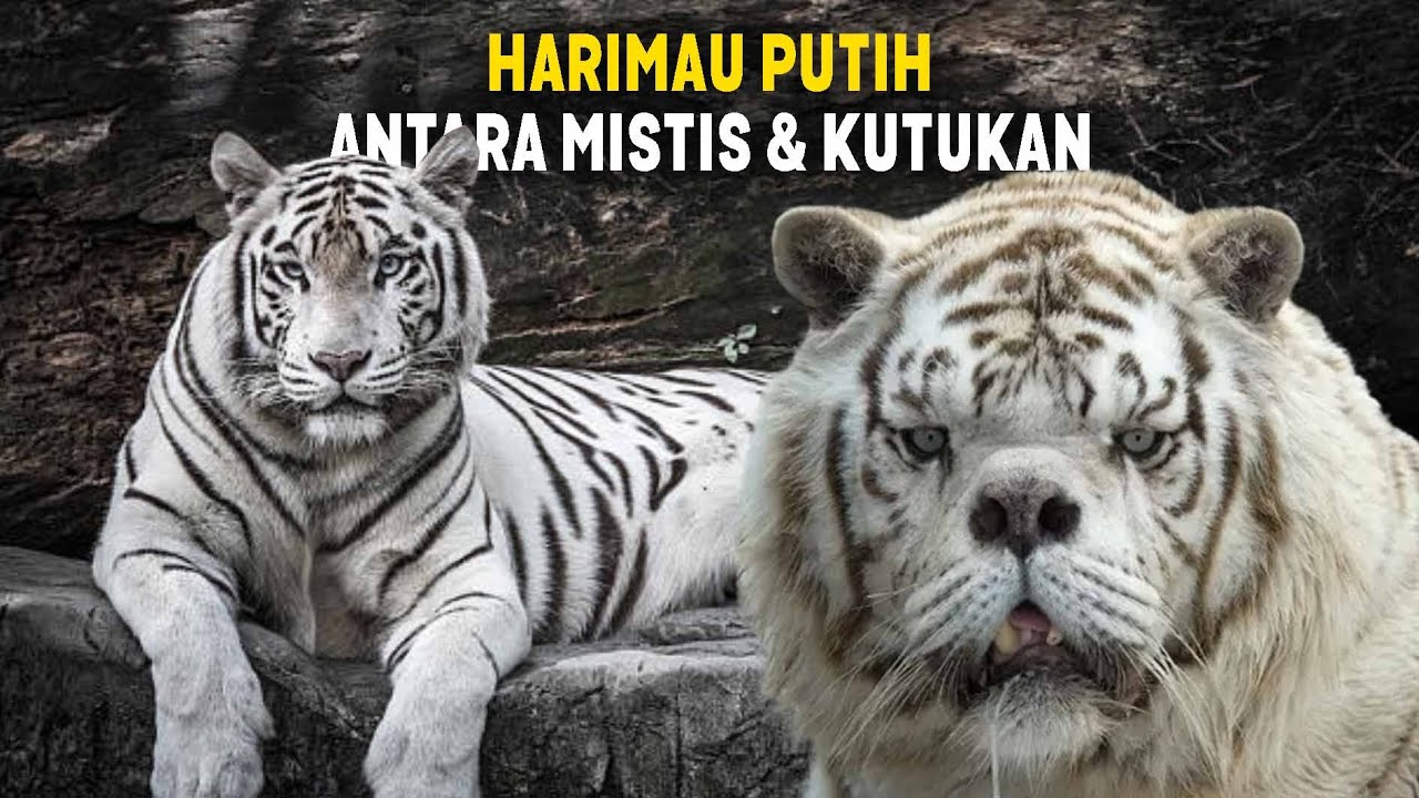 Harimau Putih: Antara Mistis dan Kutukan ~ Fakta Harimau Putih yang Mencengangkan