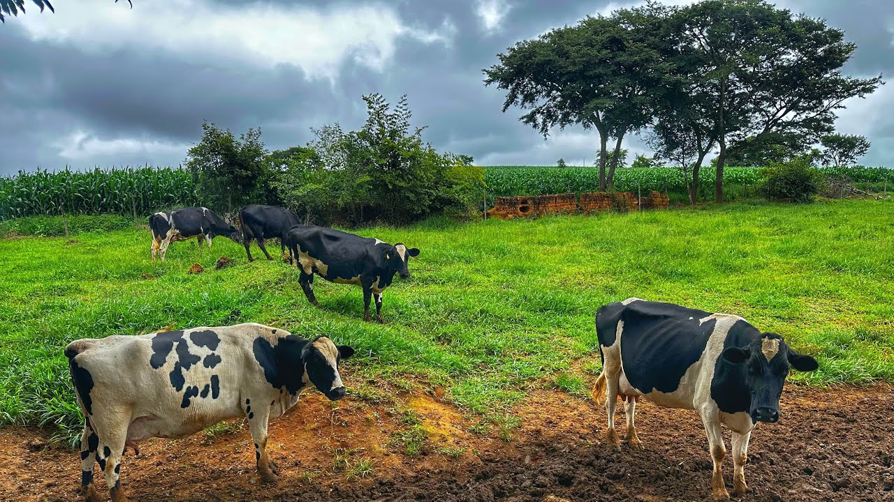 Poucas vacas de leite em dois hectares de pasto 640 litros dia